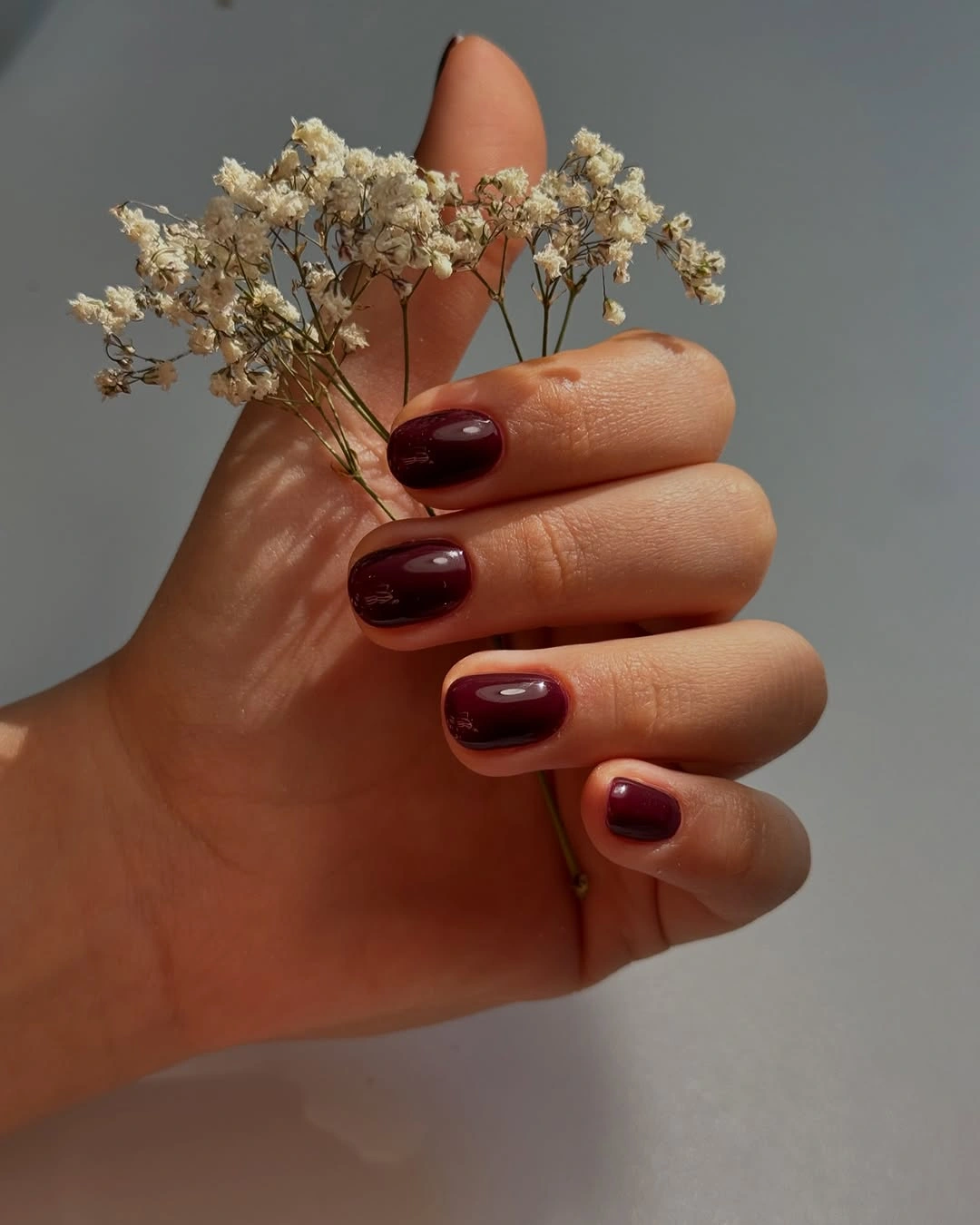 Short glossy dark wine nails photographed with delicate dried flowers
